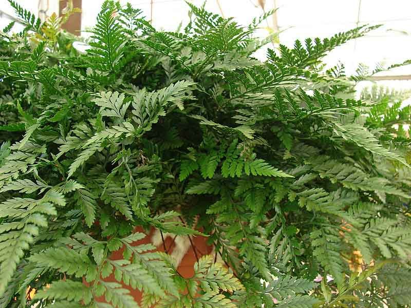 7 Indoor Plants Which Act As Air Purifiers Too