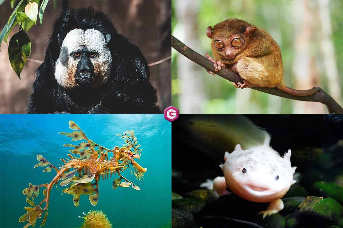 weird animals found in 2022